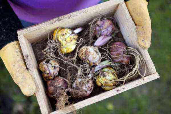 Lily bulbs with sprouts