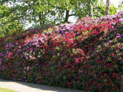 Rhododendron and lilac hedge