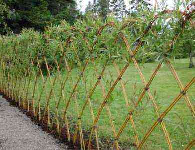 Willow trellis fence