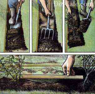Planting a hedge