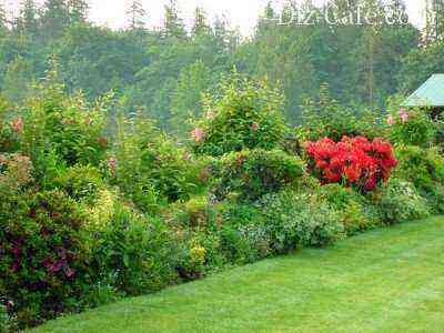 Fence of deciduous shrubs, trees