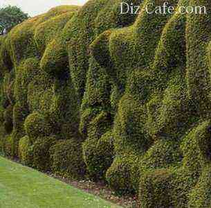 Unusual hedge surface