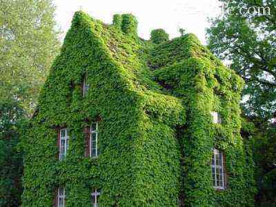 Overgrown green house