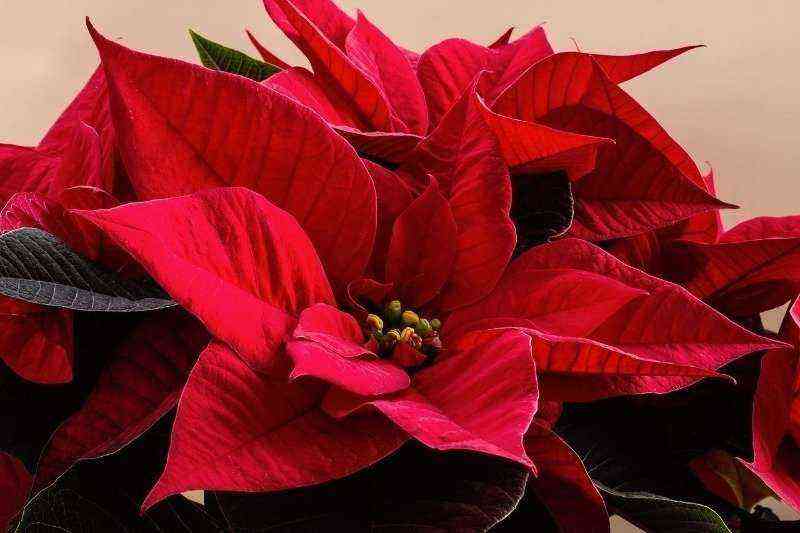 5 easy-to-maintain houseplants that bloom spectacularly in December