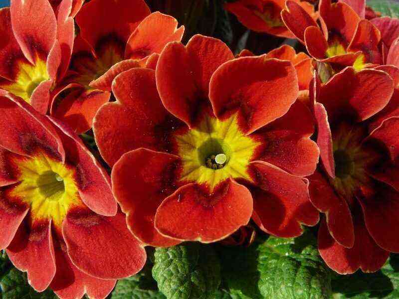 6 red flowers that grow from seeds, sprout quickly and delight with flowering