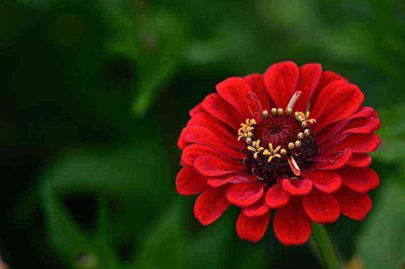 6 red flowers that grow from seeds, sprout quickly and delight with flowering