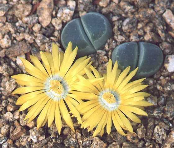 How to properly care for Lithops?