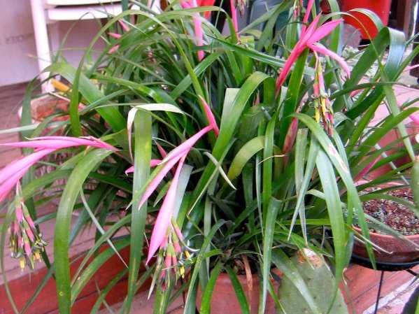 in the photo bilbergia drooping