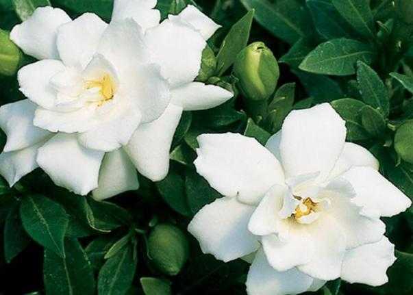 gardenia jasmine in the photo