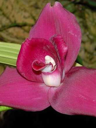 Orchid: types and names