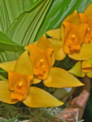Orquídea: tipos y nombres.