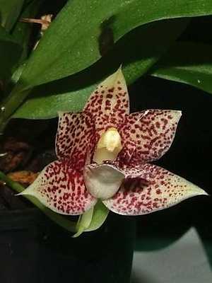 Orchid: types and names