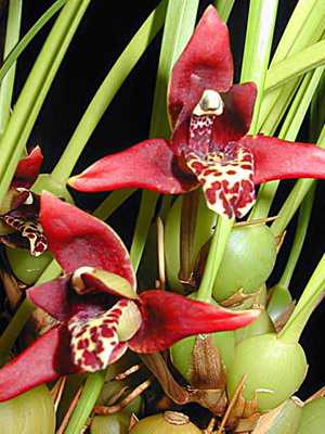 Orquídea: tipos y nombres.