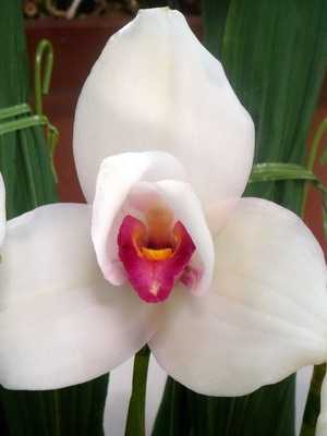 Orquídea: tipos e nomes