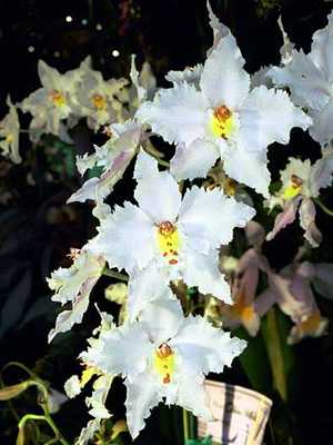 Orquídea odontoglossum e sua foto