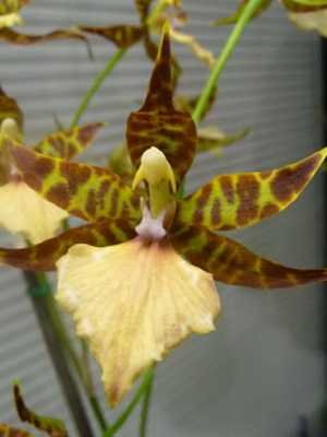 Orquídea odontoglossum e sua foto