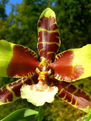 Orchid odontoglossum and its photo