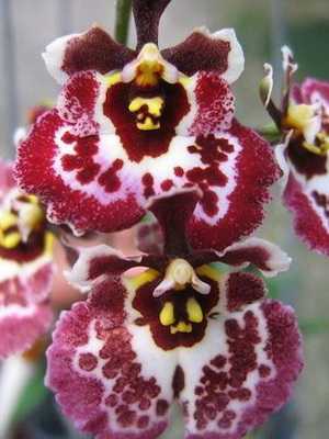 Orchid oncidium
