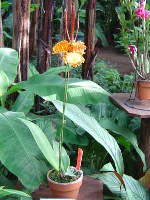 Orchid oncidium