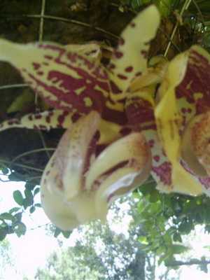 Epiphytic orchid stangopea