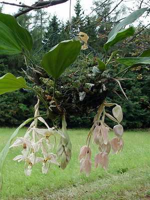 Epiphytic orchid stangopea