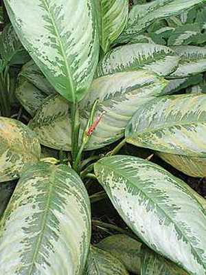 Aglaonema plant