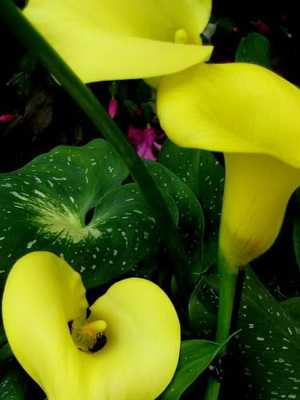 Flor de calla (zantedeschia)