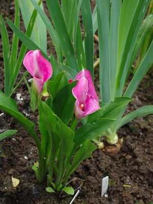 Flor de cala (zantedeschia)