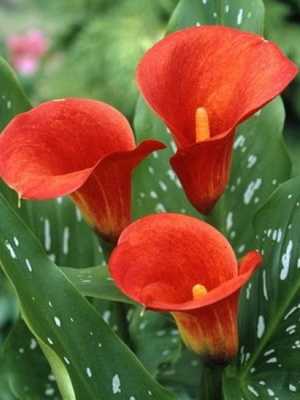 Calla flower (zantedeschia)