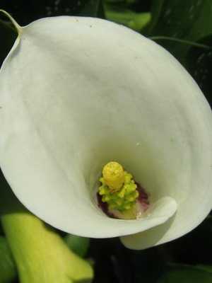 Flor de cala (zantedeschia)