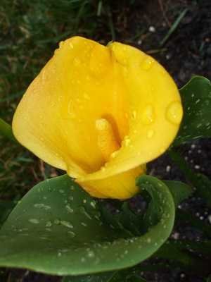Calla flower (zantedeschia)