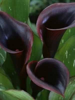 Flor de calla (zantedeschia)