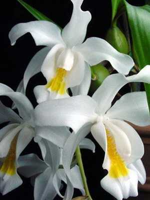 Orchid celogon