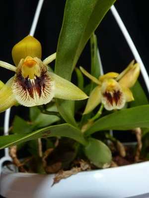 Orchid celogon