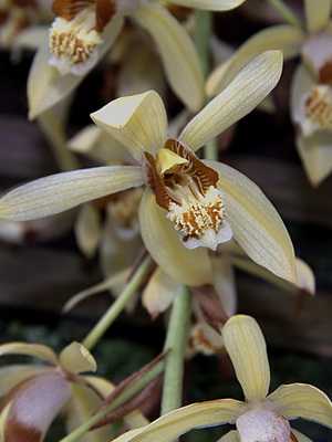 Orkidea celogon