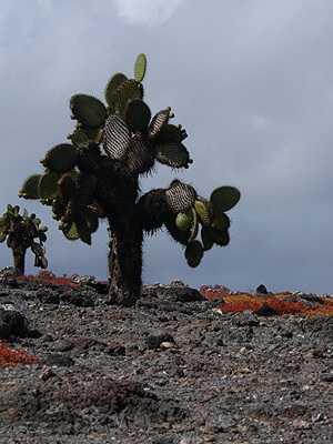 Galapagos prickly pear plant