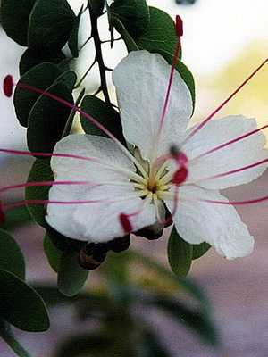 Bauhinia roxa