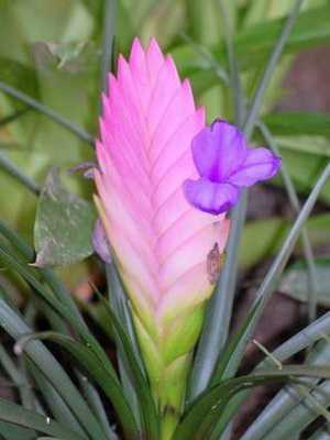Flores caseiras tilandsia com floração violeta
