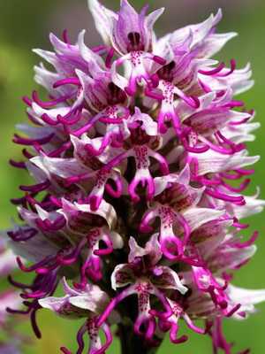 Orchis plant
