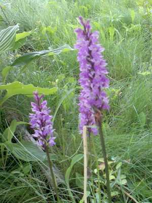 Orchis plant