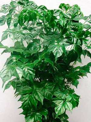 Indoor plants with variegated leaves and their photos