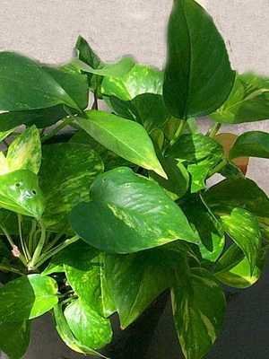 Indoor plants with variegated leaves and their photos