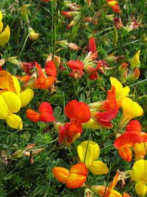 Yellow-red flowers and their photos