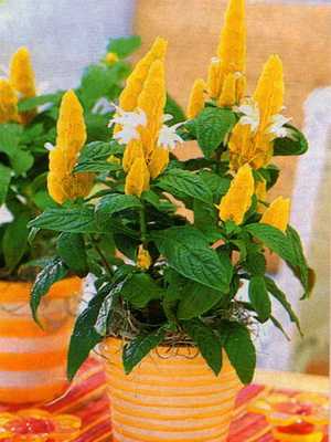 Flores e plantas amarelas de interior (com foto)