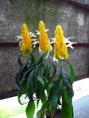 Indoor yellow flowers and plants (with photo)