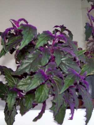 Plants and flowers with purple and burgundy leaves