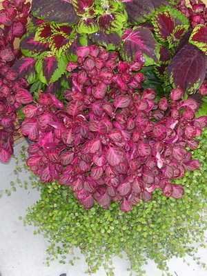 Plantas e flores com folhas roxas e bordô