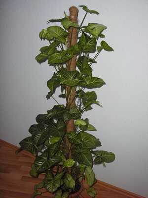Indoor vines: photos and names