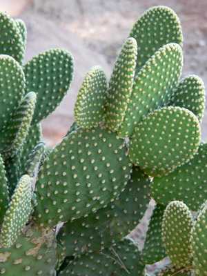 Types of home indoor cacti: care, names and photos