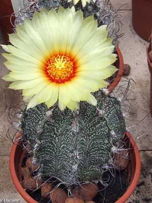 Types of home indoor cacti: care, names and photos